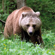 Bear park Müritz